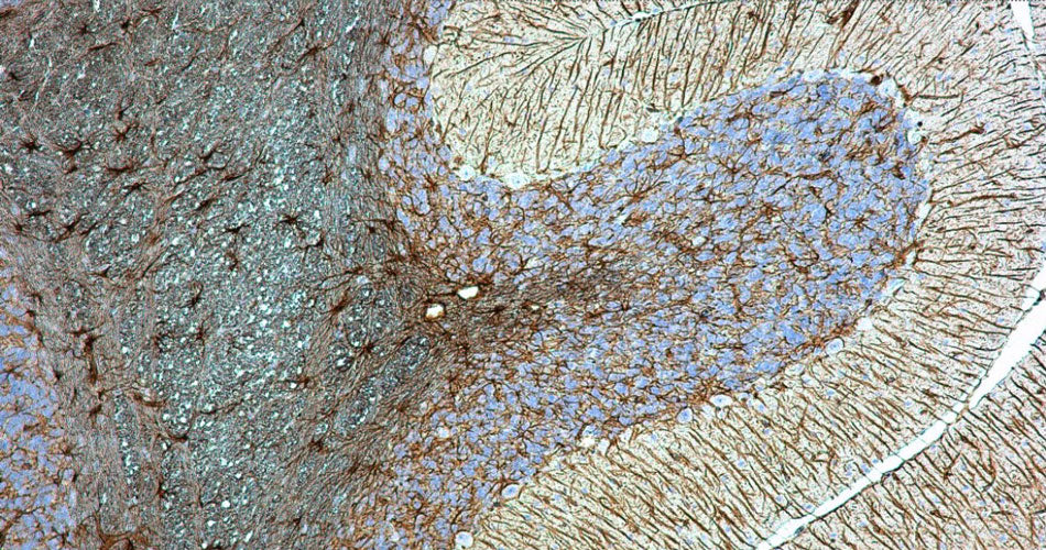 Immuno Protein Blocking Solution with Goat Serum - Image 4