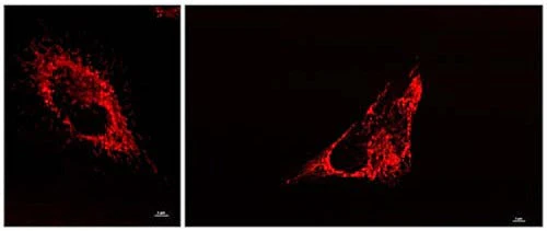 LipoFluor-MR™ Mitochondria Tracing Reagent - Image 2