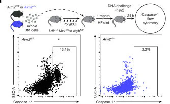 Near-Infrared DyLight® 690 Tracer in vivo Active Caspase (VAD) Assay - Image 2