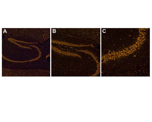 NisslFluor™ Orange Fluorescent Nissl Stain