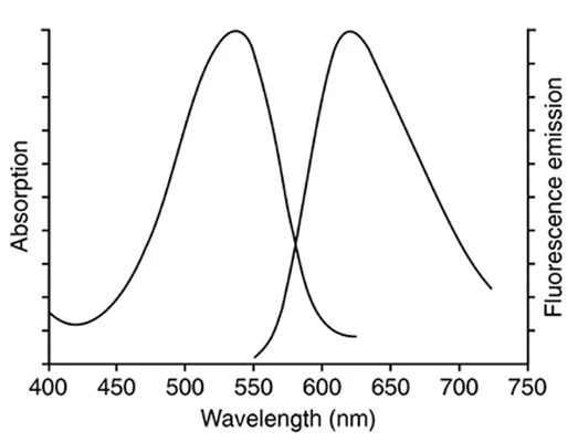 Propidium Iodide Stain